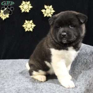 Sadie, Akita Puppy